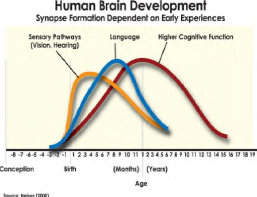 brian development